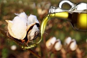 cotton-seed-oil