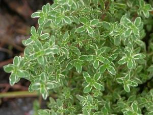 Variegated_Lemon_Thyme_Thymus_citriodorus_variegata_Leaves